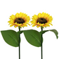 📢📢50% OFF !! ⏰ Sunflower Solar Lights – Auto On/Off, 14H Glow, IP65 Waterproof ☀️