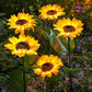 📢📢50% OFF !! ⏰ Sunflower Solar Lights – Auto On/Off, 14H Glow, IP65 Waterproof ☀️