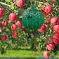 🔥50% OFF🔥Hanging Environmental Fruit Fly Traps Sticky Traps-BUY 1 GET 1 FREE