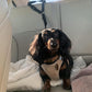 🔥Only ￡7.99 Today!! 🎁2-in-1 Dog Car Seat Belt & Walking Leash