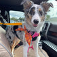 🔥Only ￡7.99 Today!! 🎁2-in-1 Dog Car Seat Belt & Walking Leash